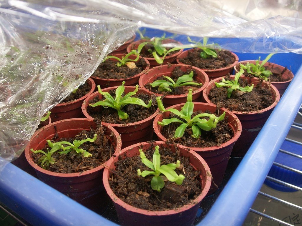 In Vitro Nep Seed Germination_12.jpg