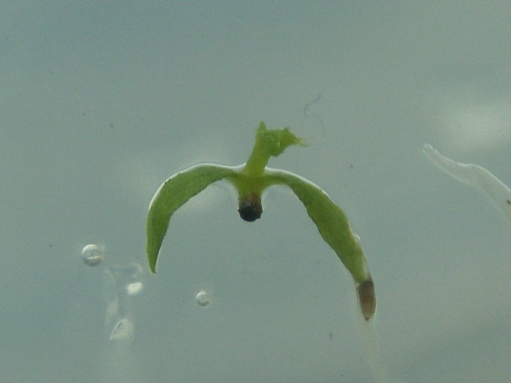 In Vitro Nep Seed Germination_7.jpg