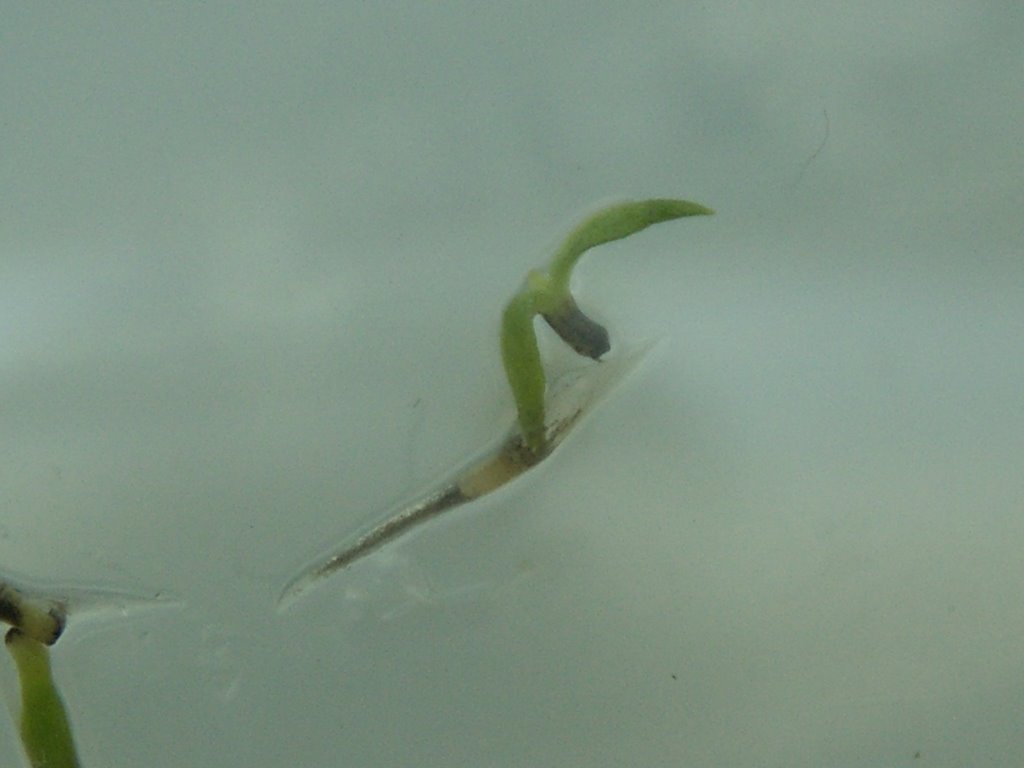 In Vitro Nep Seed Germination_6.jpg