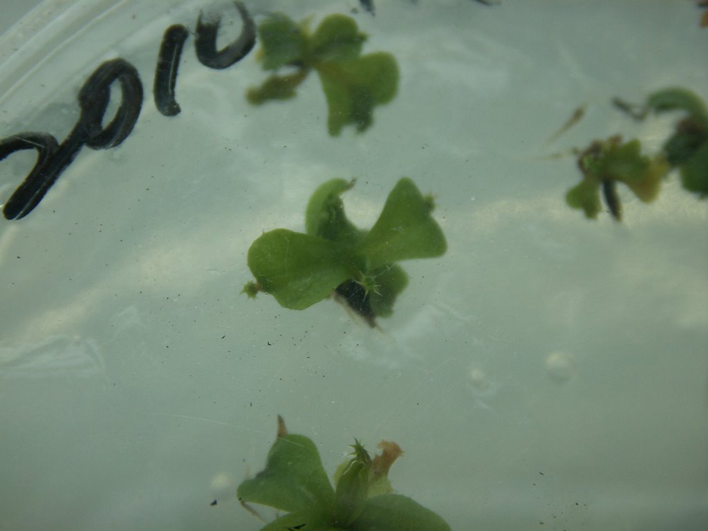 In Vitro Nep Seed Germination_9.jpg