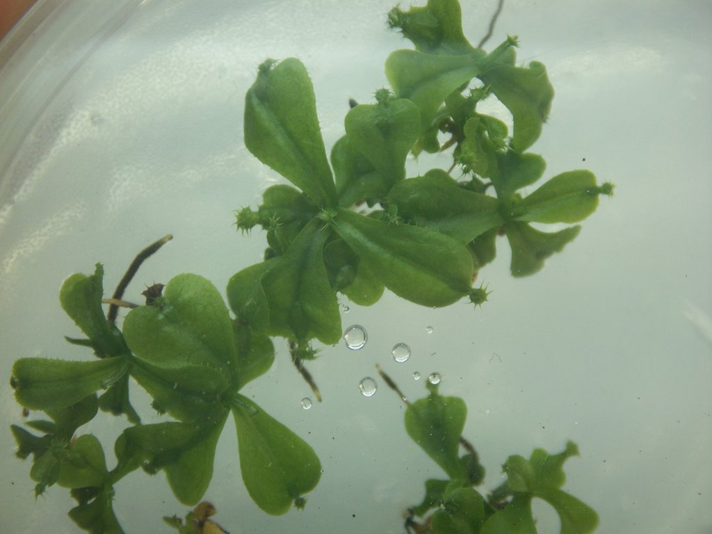 In Vitro Nep Seed Germination_8.jpg