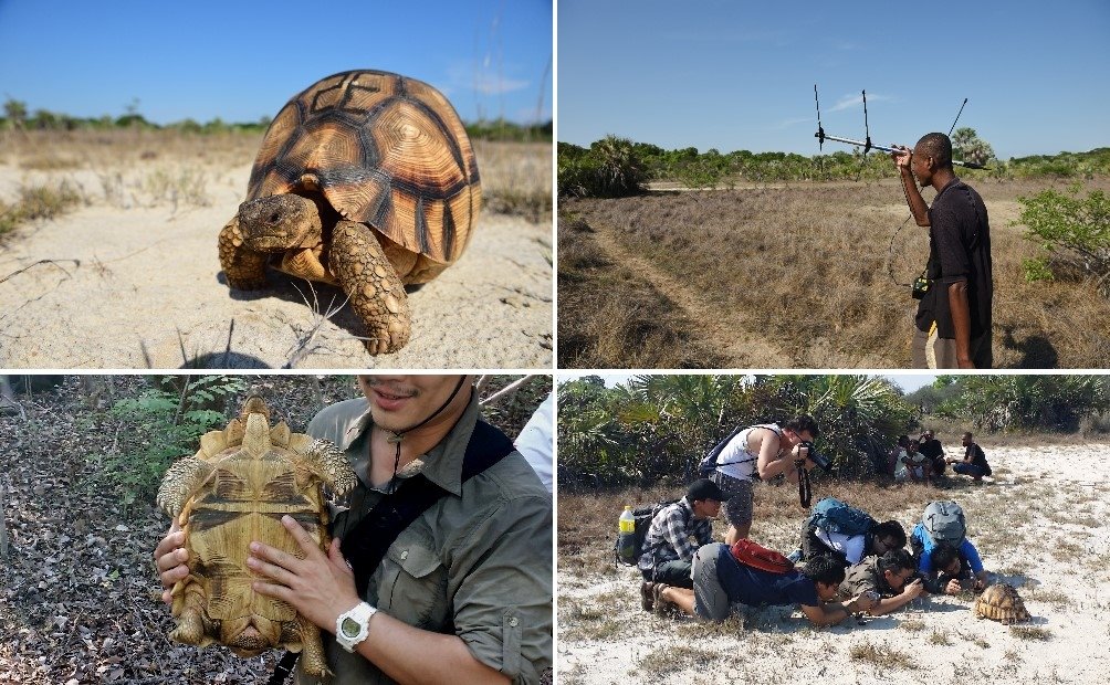 Astrochelys yniphora.jpg