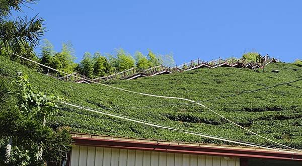 嘉義阿里山二尖山步道.jpg