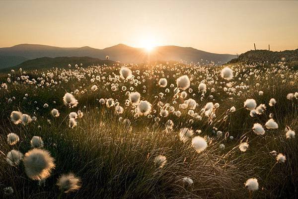 cotton_grass.jpg