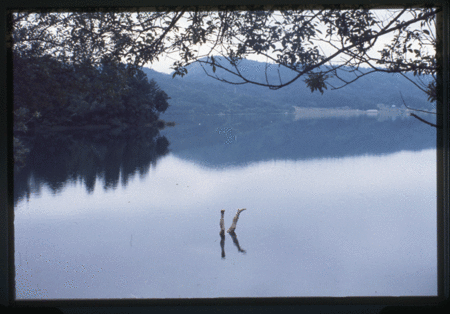 泡水騜.gif