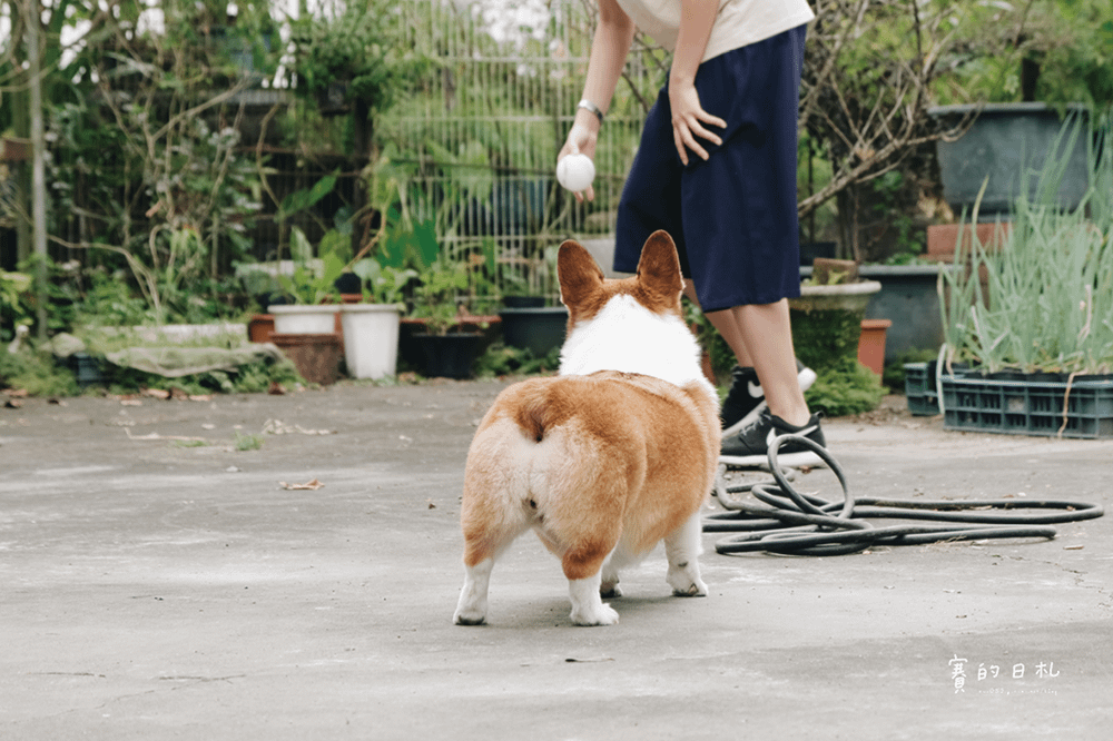 自然本色寵物飼料 Nature%5Cs Protection 狗狗飼料推薦 柯基飼料推薦 毛色飼料 毛光澤飼料 賽的日札20.png