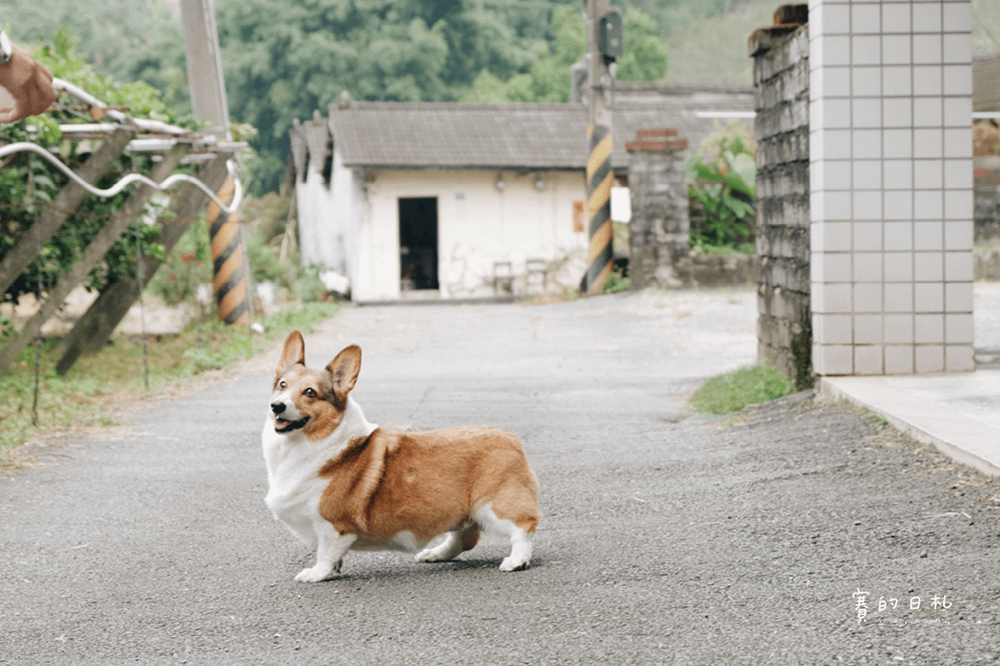 自然本色寵物飼料 Nature%5Cs Protection 狗狗飼料推薦 柯基飼料推薦 毛色飼料 毛光澤飼料 賽的日札19.png