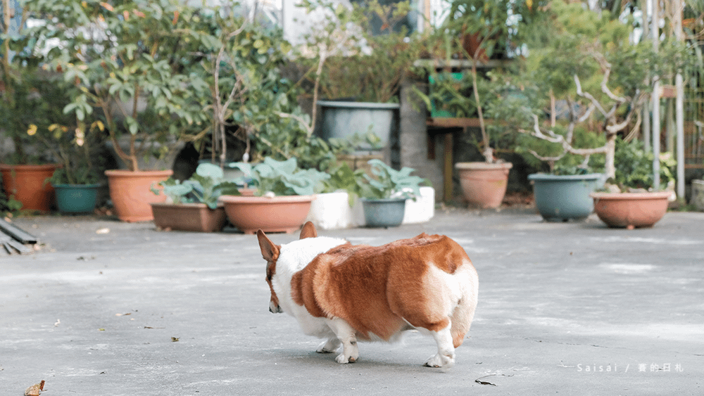 自然本色寵物飼料 Nature%5Cs Protection 狗狗飼料推薦 柯基飼料推薦 毛色飼料 毛光澤飼料 賽的日札11-2.png