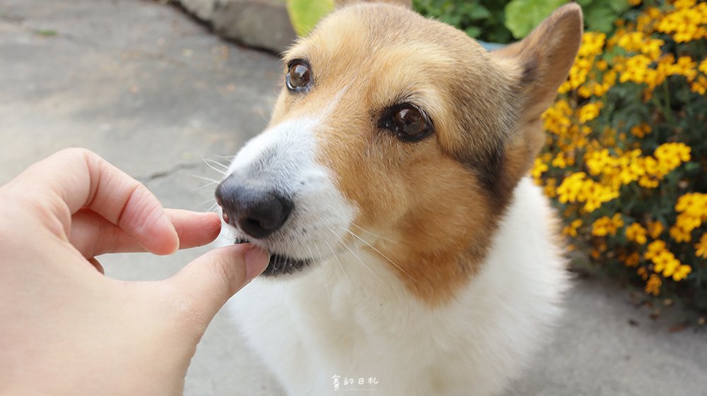 優格寵物食譜 飼料推薦 嗜口性佳 益生菌 _0192.png