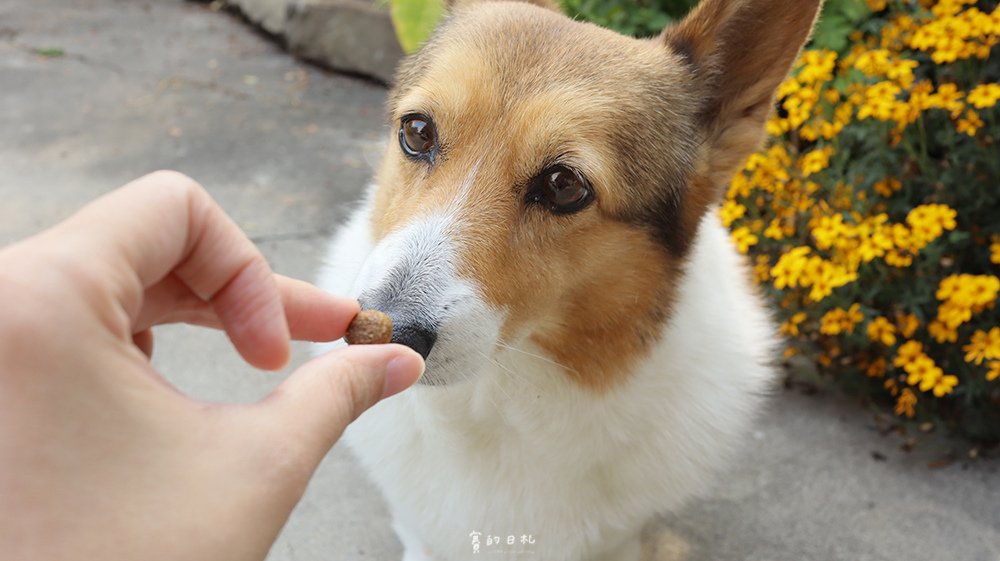 優格寵物食譜 飼料推薦 嗜口性佳 益生菌 _0191.png