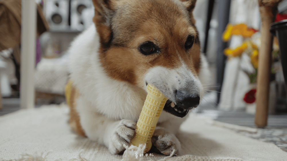 小小毛孩 寵物牙刷 開心刷牙玩具 寵物牙結石 狗狗牙結石 犬牙齒清潔 賽的日札 貝果-13.png