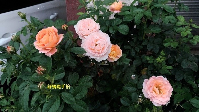 20250118-7.jpg