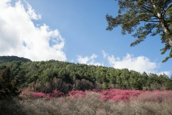 2021.02.14武陵農場櫻花季 (14).jpg