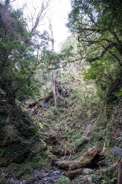 2019.03.01拉拉山雲河露營農場森林遊樂區 (17).jpg