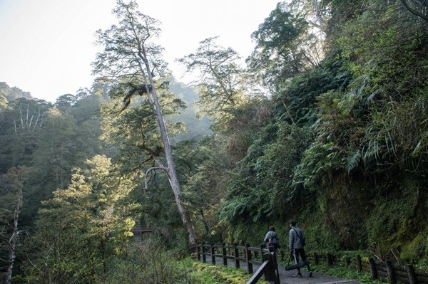 2019.03.01拉拉山雲河露營農場森林遊樂區 (25).jpg