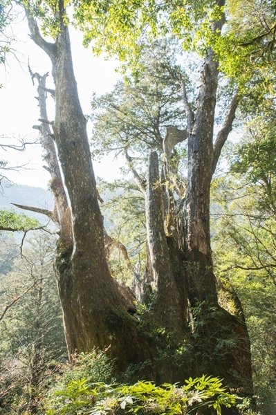 2019.03.01拉拉山雲河露營農場森林遊樂區 (50).jpg