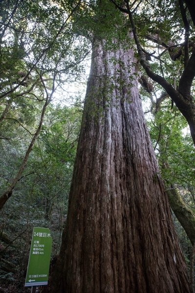 2019.03.01拉拉山雲河露營農場森林遊樂區 (58).jpg