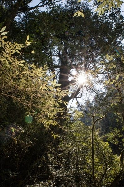 2019.03.01拉拉山雲河露營農場森林遊樂區 (67).jpg