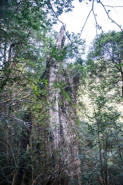 2019.03.01拉拉山雲河露營農場森林遊樂區 (73).jpg