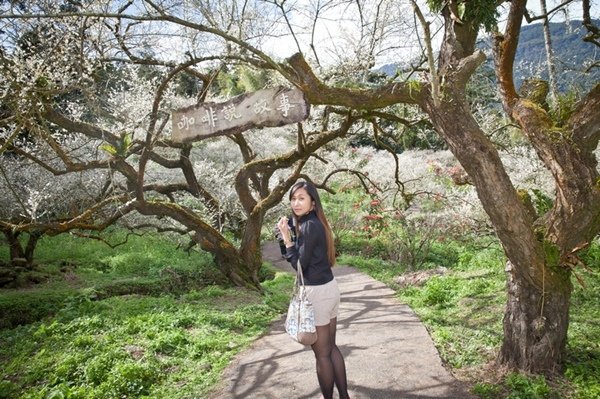 2016.01.10烏松崙石家梅園 (38).jpg