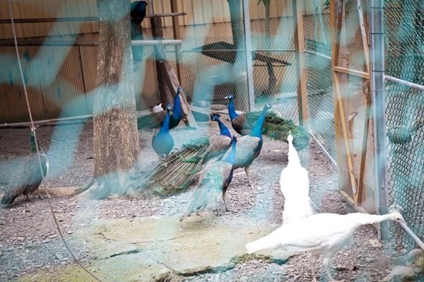 2016.02.10屏東8大森林樂園 (45).jpg