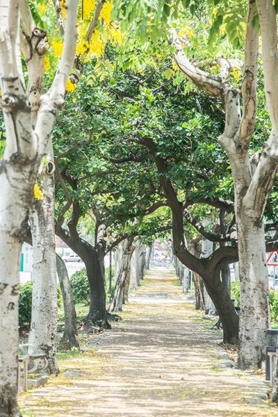 2023.06.10 中興大學阿勃勒~大甲鎮瀾宮 (18).jpg