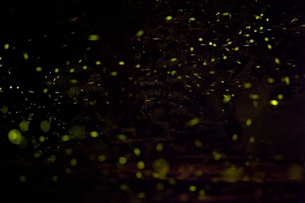 2017.04.16東勢林場.炸蝦貓 (55).jpg