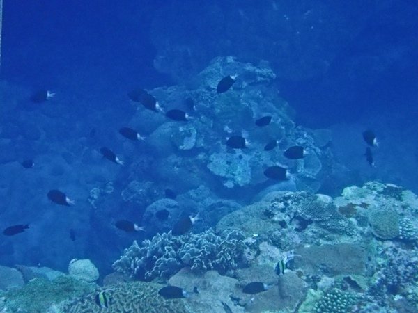 2018.08.18  蘭嶼浮潛 (31).jpg