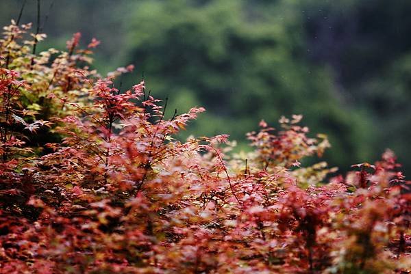 _MG_0522.JPG