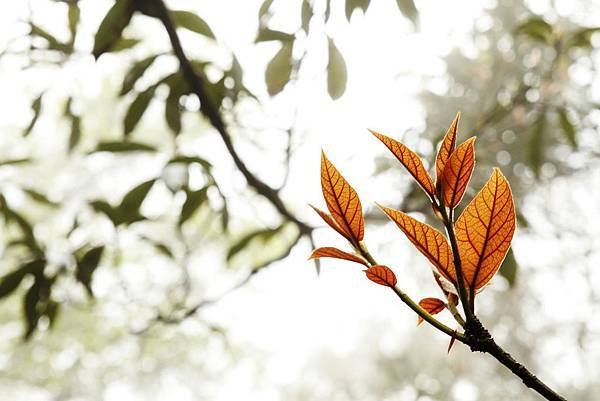 _MG_0386.JPG
