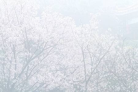 _MG_9412.JPG