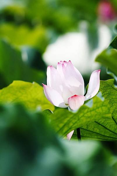 _MG_1690.JPG