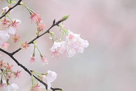_MG_9390.JPG