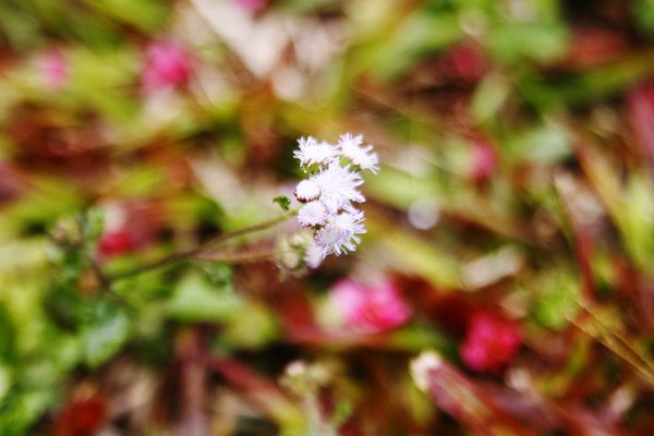 _MG_8131.JPG