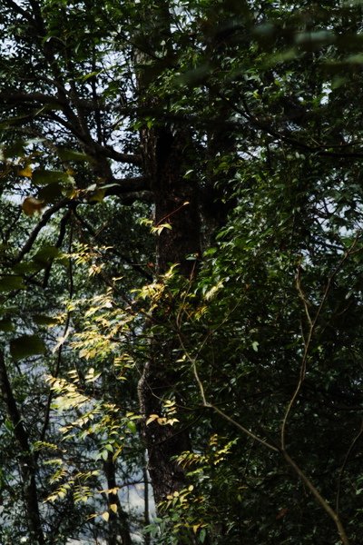 _MG_8070.JPG