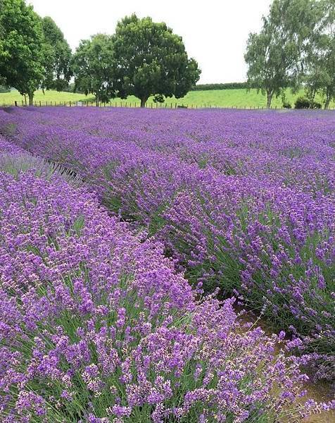 Lavender