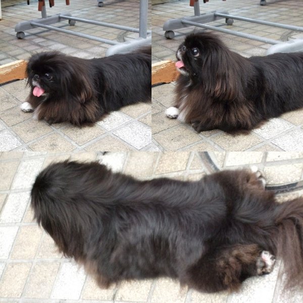 dog.jpg