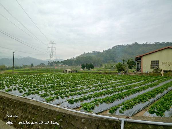 大湖草莓季2.JPG