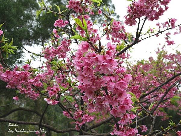 烏來賞櫻花景點花園新城 (6).JPG