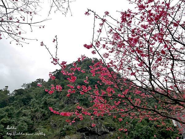 烏來老街瀑布櫻花 (2).JPG