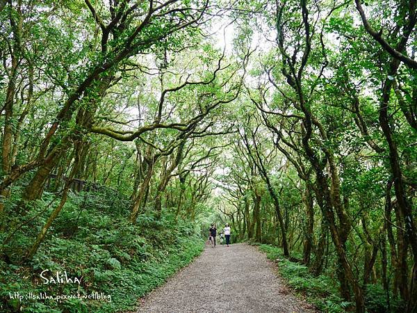 陽明山二子坪步道 (20).JPG