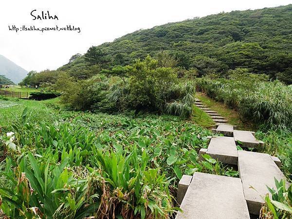 陽明山二子坪步道 (6).JPG