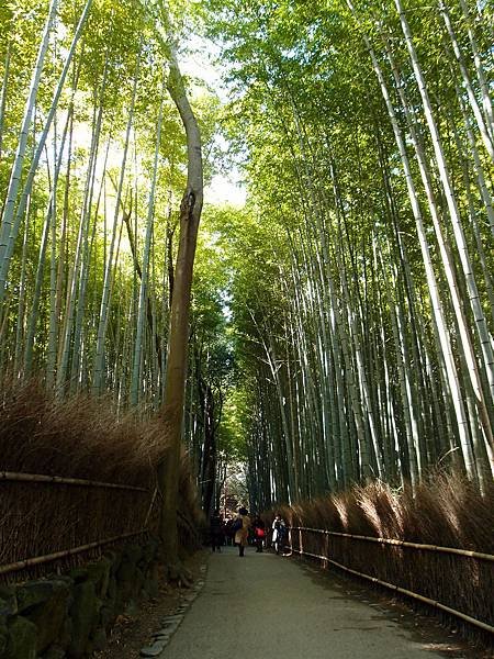 嵯峨野竹林步道