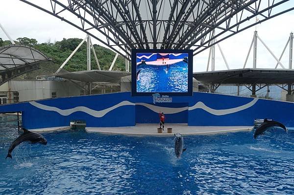 遠雄海洋公園 海豚秀