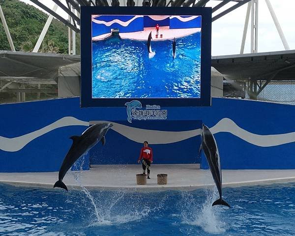 遠雄海洋公園 海豚秀