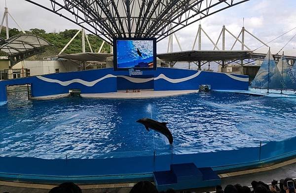 遠雄海洋公園 海豚秀