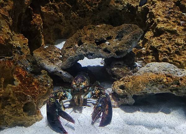 探險島 水族館