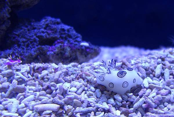 探險島 水族館