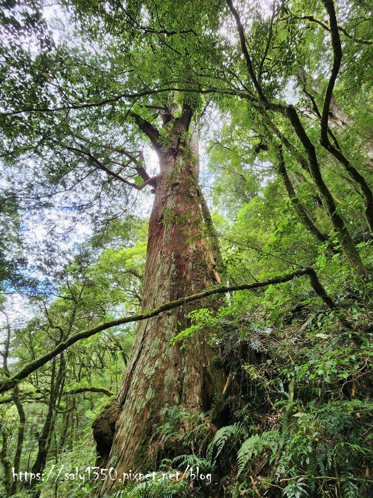 拉拉山38.jpg