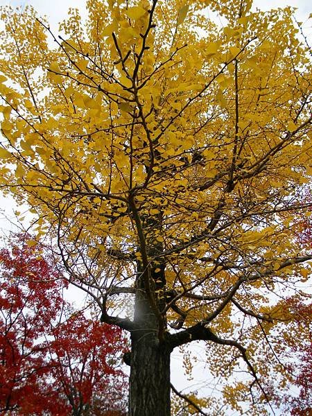 DSCN0687